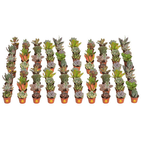 Costa Farms mini succulent desk decor; vibrant color and easy upkeep for bright workspaces