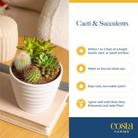Costa Farms mini succulents offer a thoughtful housewarming gift option.