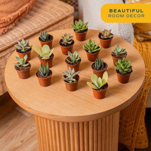 Costa Farms mini succulent party favors; colorful greens for celebrations