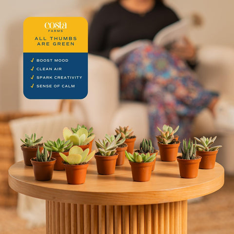 Costa Farms mini succulent wedding favors; long-lasting keepsakes