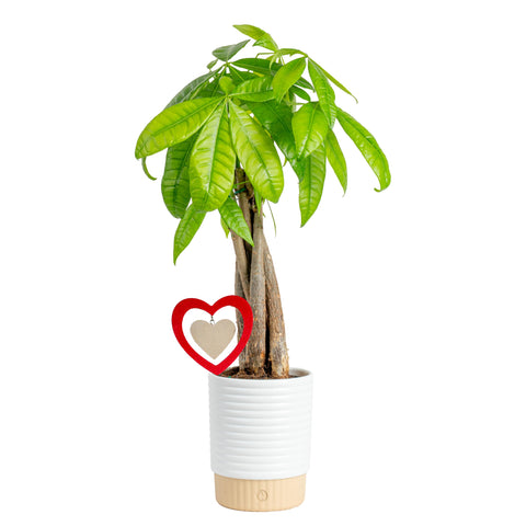 Costa Farms Money Tree braided trunk in decorative pot for stylish desk decor.