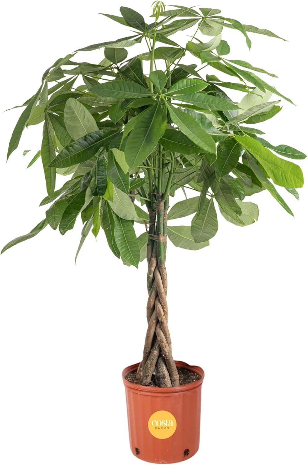 Costa Farms Money Tree braided trunk close-up for stylish décor and luck.