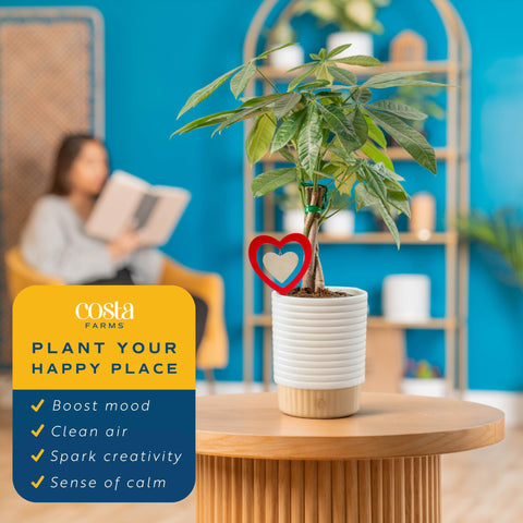 Costa Farms Money Tree bright green foliage adds vibrant home accent.