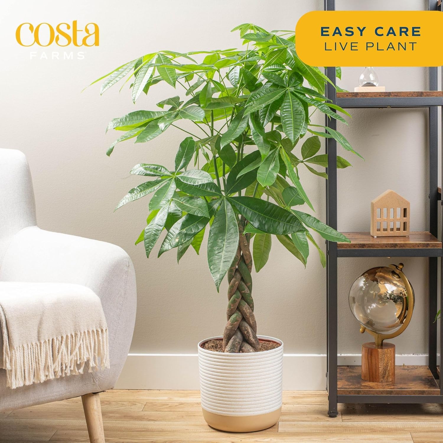 Costa Farms Money Tree canopy close-up, vibrant green leaves enhance living spaces.
