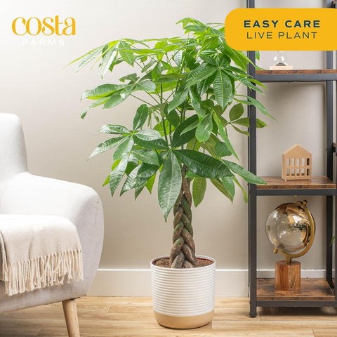 Costa Farms Money Tree canopy close-up, vibrant green leaves enhance living spaces.