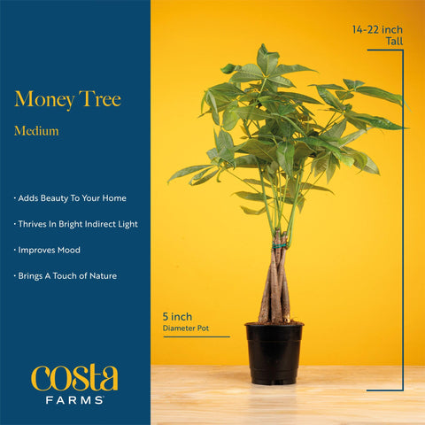 Close-up of Costa Farms Money Tree braided trunk showing craftsmanship.