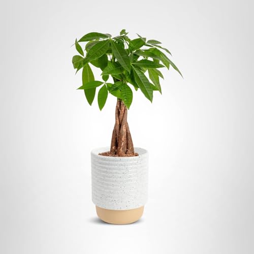 Costa Farms Money Tree in decorative pot enhances any room.