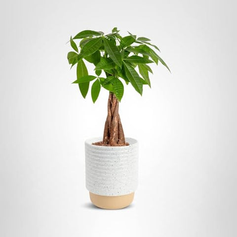 Costa Farms Money Tree in decorative pot enhances any room.