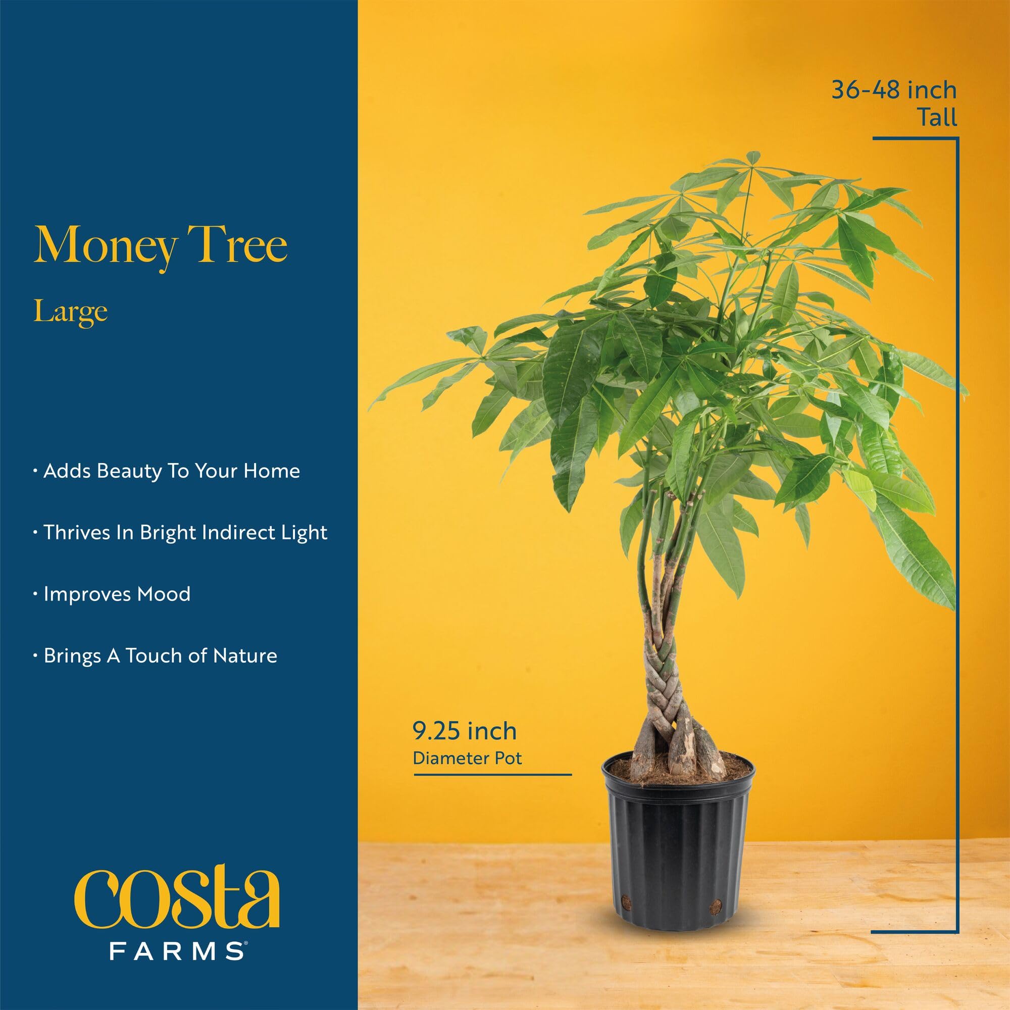 Costa Farms Money Tree full plant, 3-4 ft tall, tropical focal point.