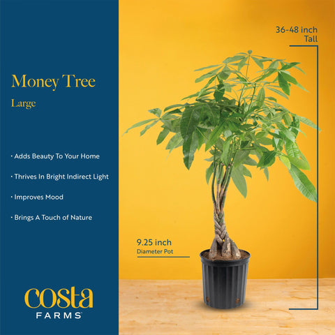 Costa Farms Money Tree full plant, 3-4 ft tall, tropical focal point.