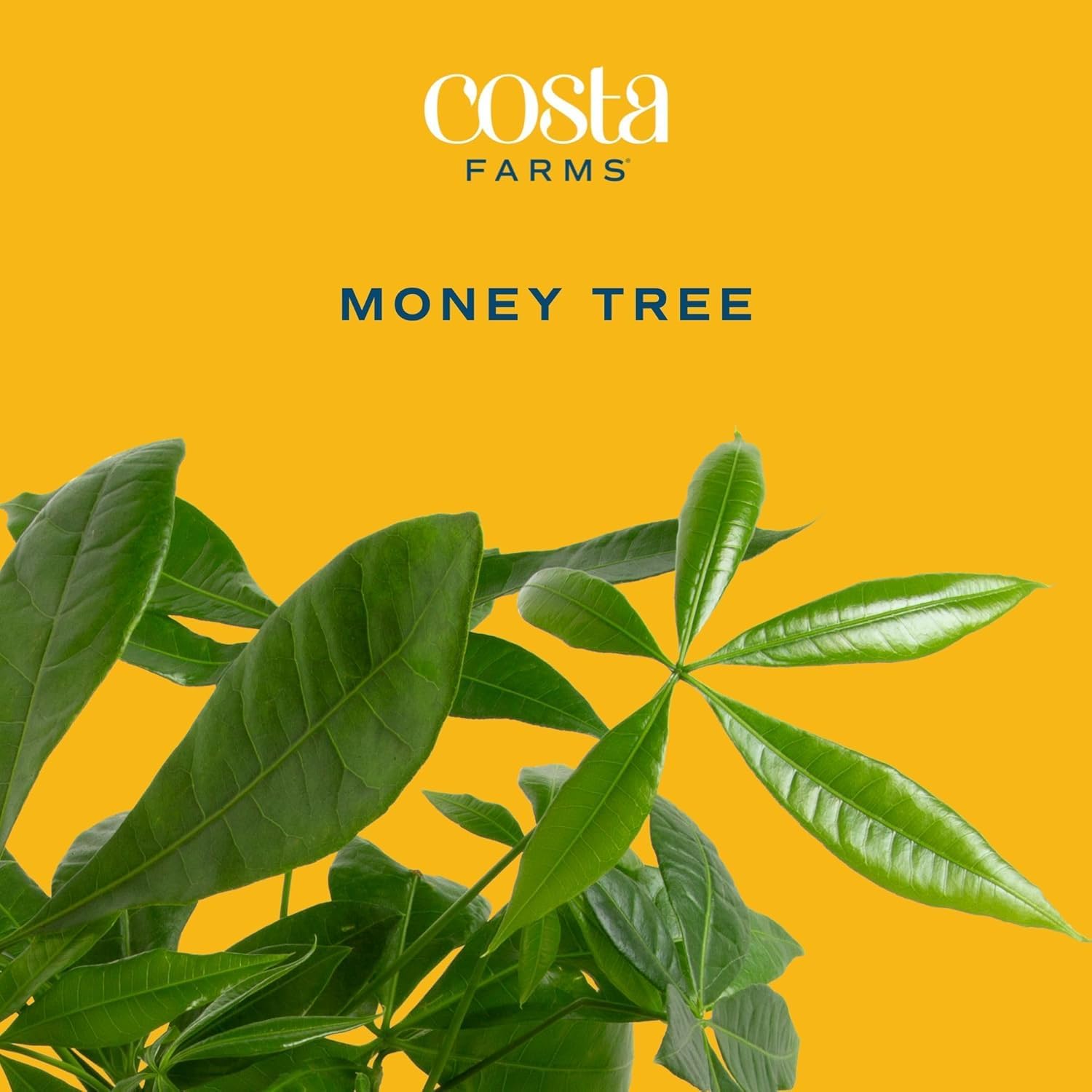 Costa Farms Money Tree in pot, ready-to-display for homes and offices.