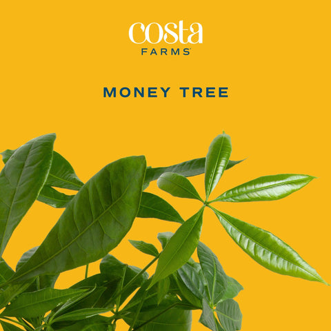 Costa Farms Money Tree in living room display adds fresh greenery.