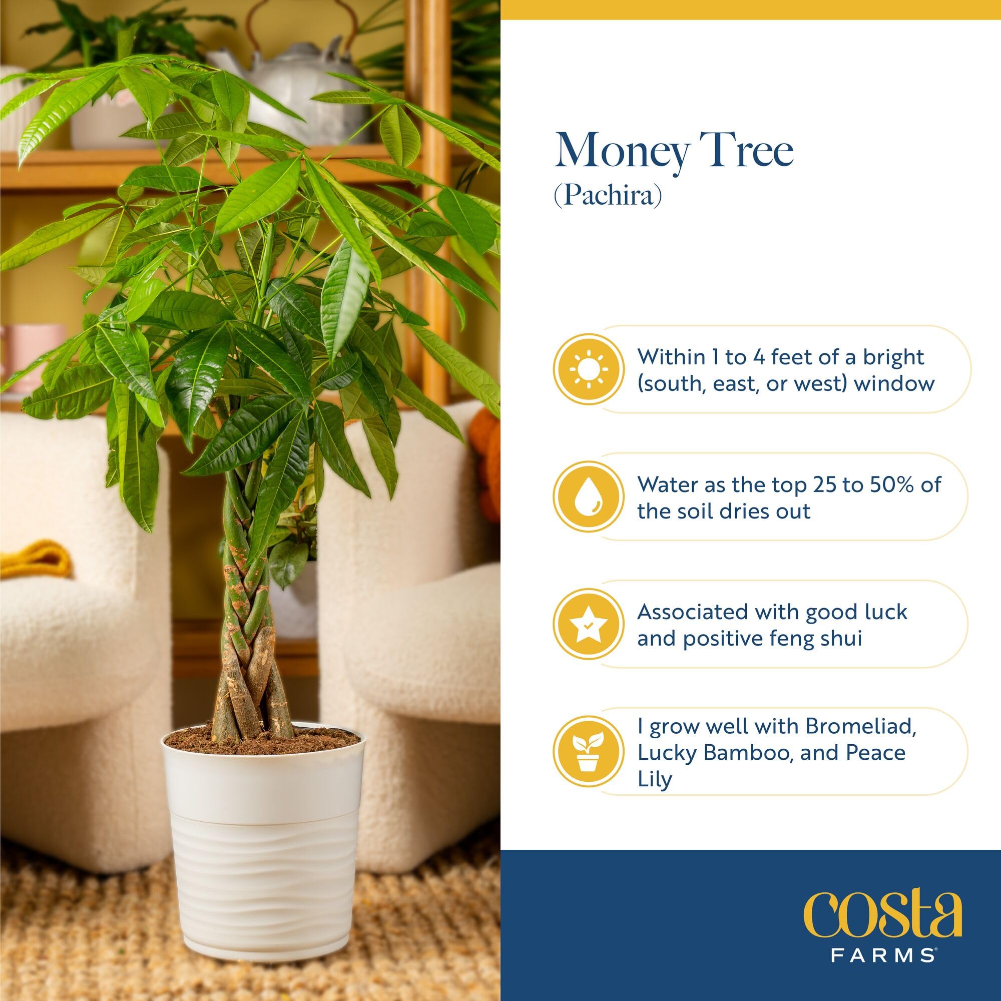Costa Farms Money Tree ready to display, shipped fresh from the farm.