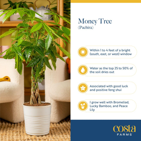 Costa Farms Money Tree ready to display, shipped fresh from the farm.