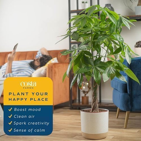 Costa Farms Money Tree shipping packaging ensures safe, nursery-fresh arrival.
