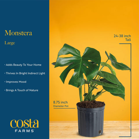 Costa Farms Monstera in a room decor setting adds dramatic greenery to a cozy corner.