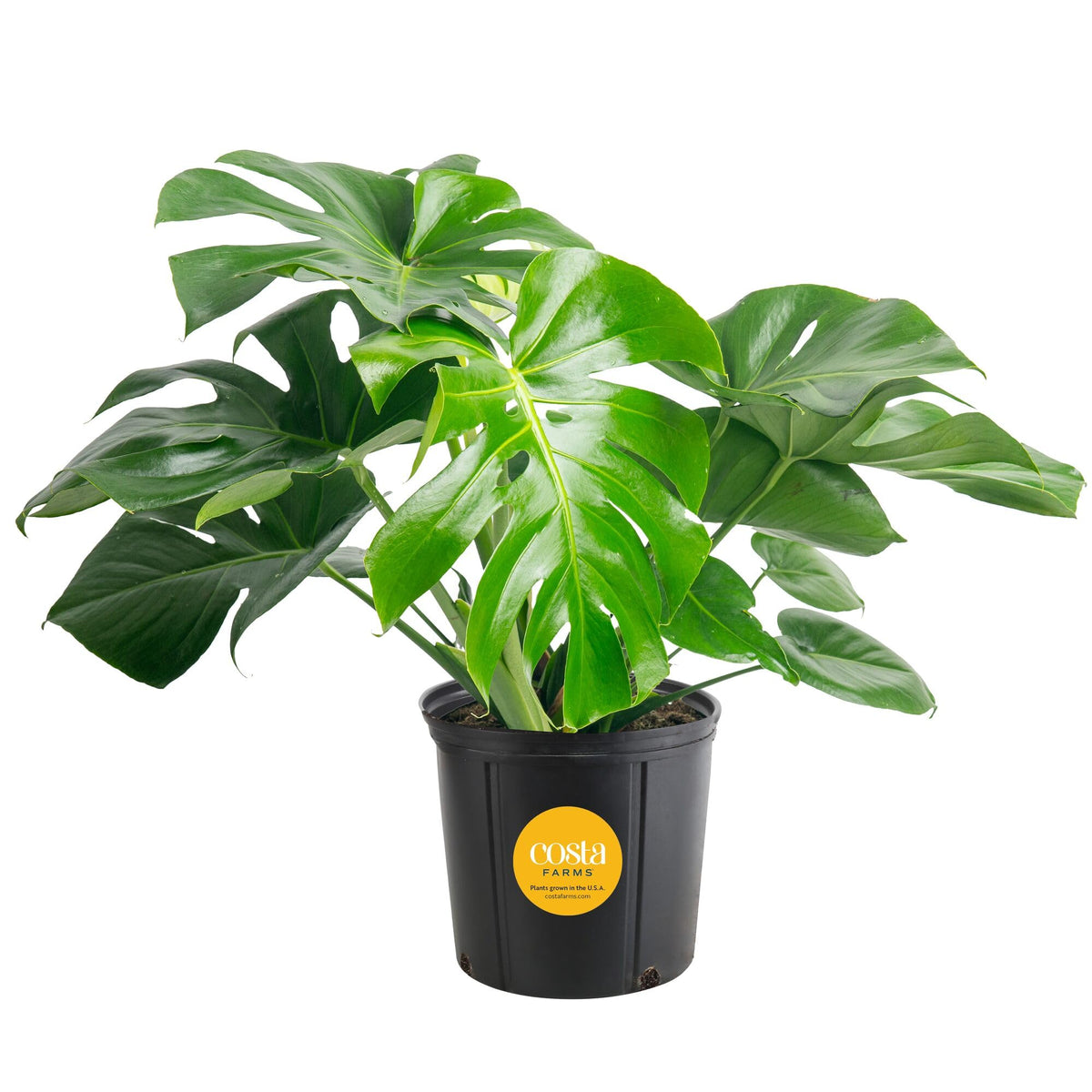 Costa Farms Monstera Swiss Cheese foliage close-up shows iconic split leaves for modern decor.