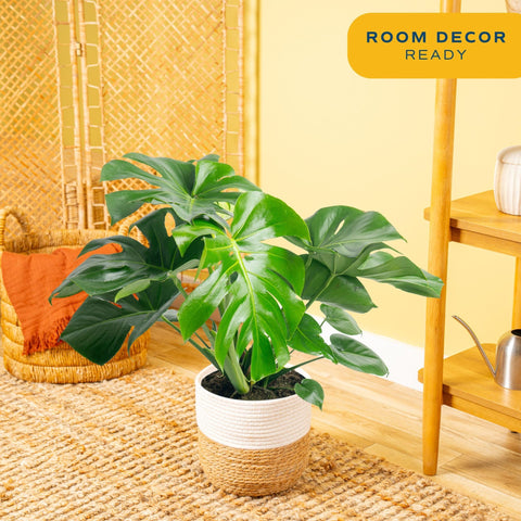Costa Farms Monstera Swiss Cheese leaves are large and lush, ideal as a statement piece.