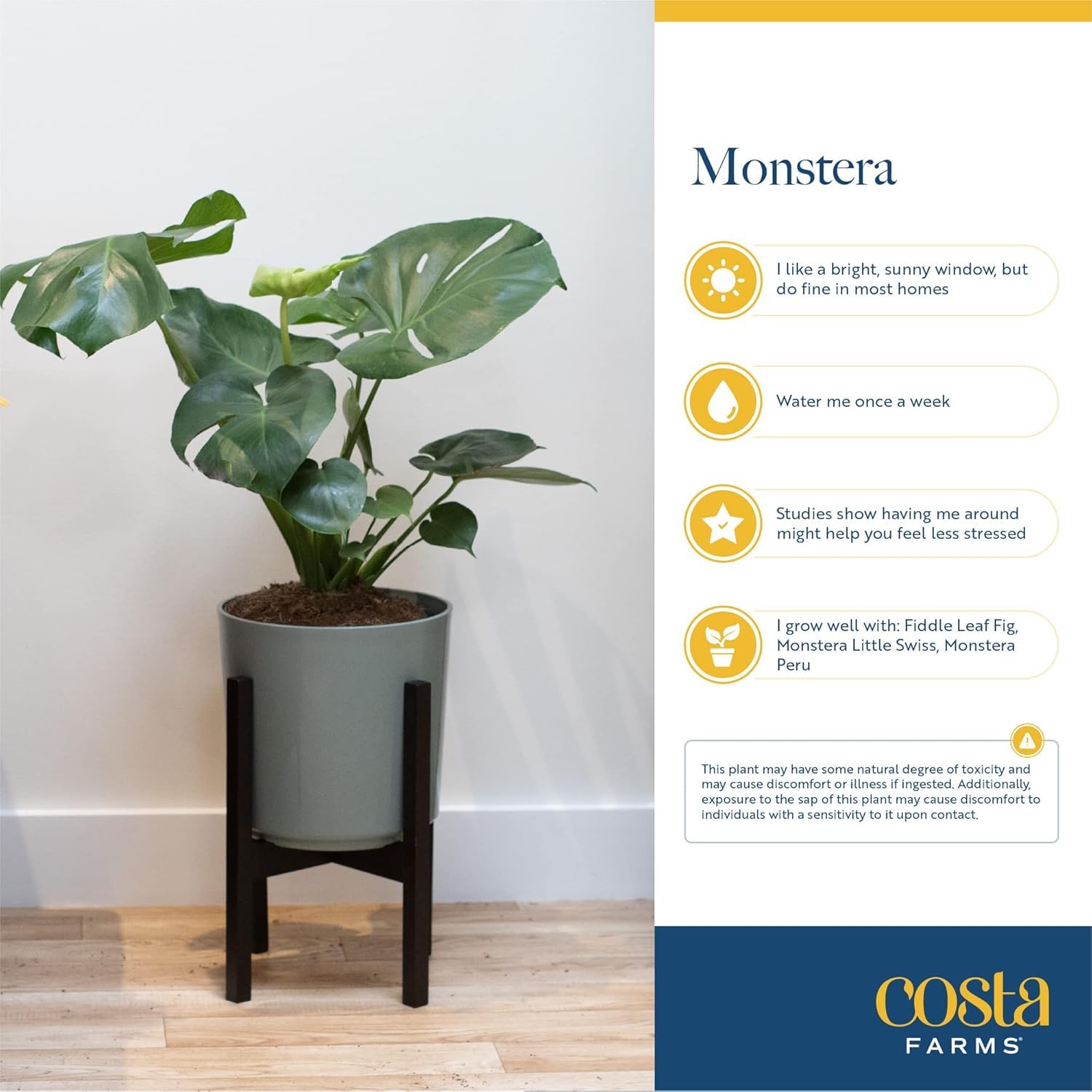 Costa Farms Monstera weekly watering care promotes healthy foliage with proper drainage.