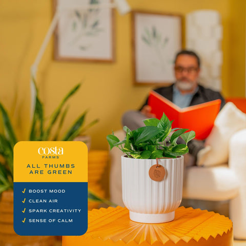 Costa Farms packaging protects the plant during shipping for safe doorstep delivery.
