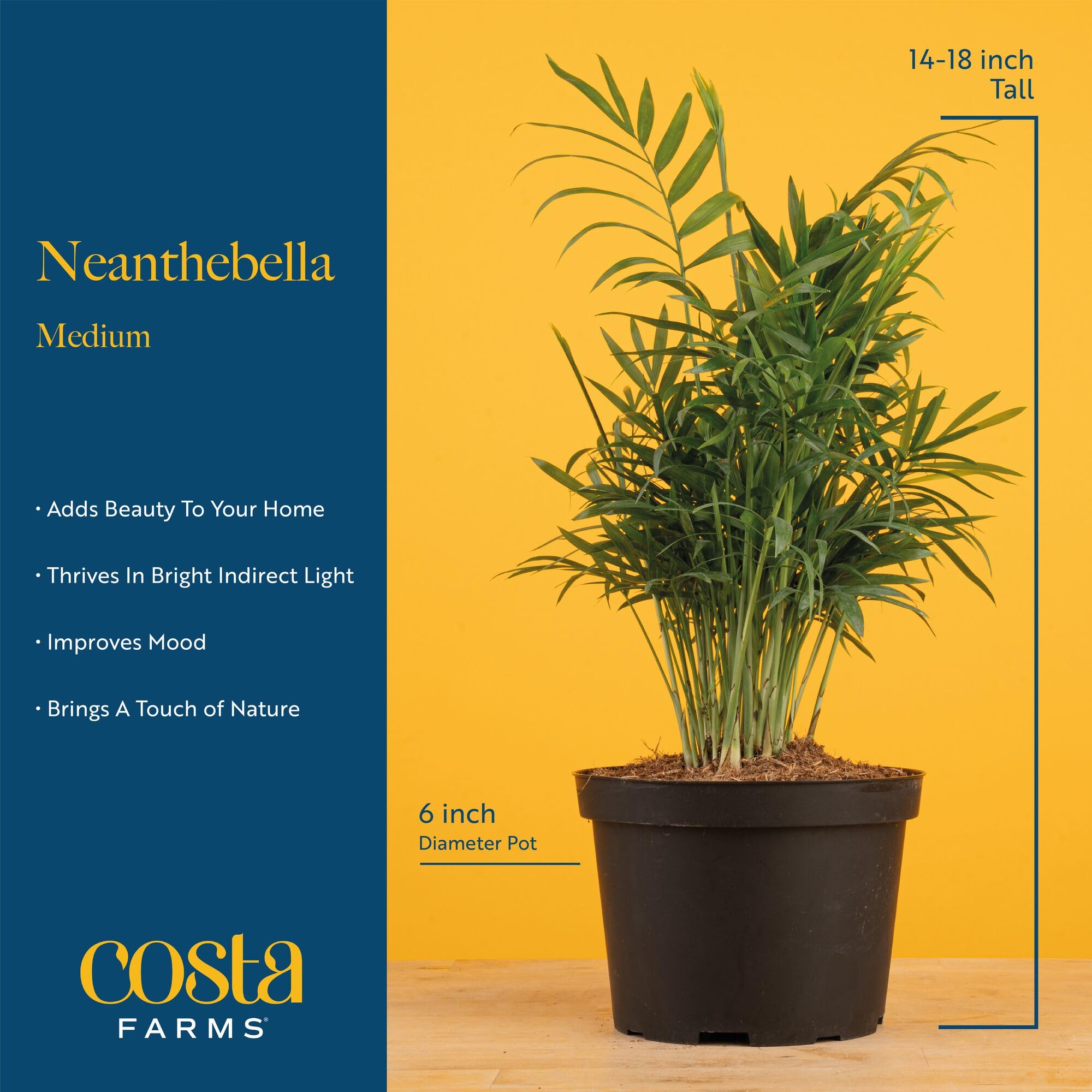 Costa Farms Parlor Palm Neanthebella in bright indirect light promotes healthy growth and vibrant leaves.