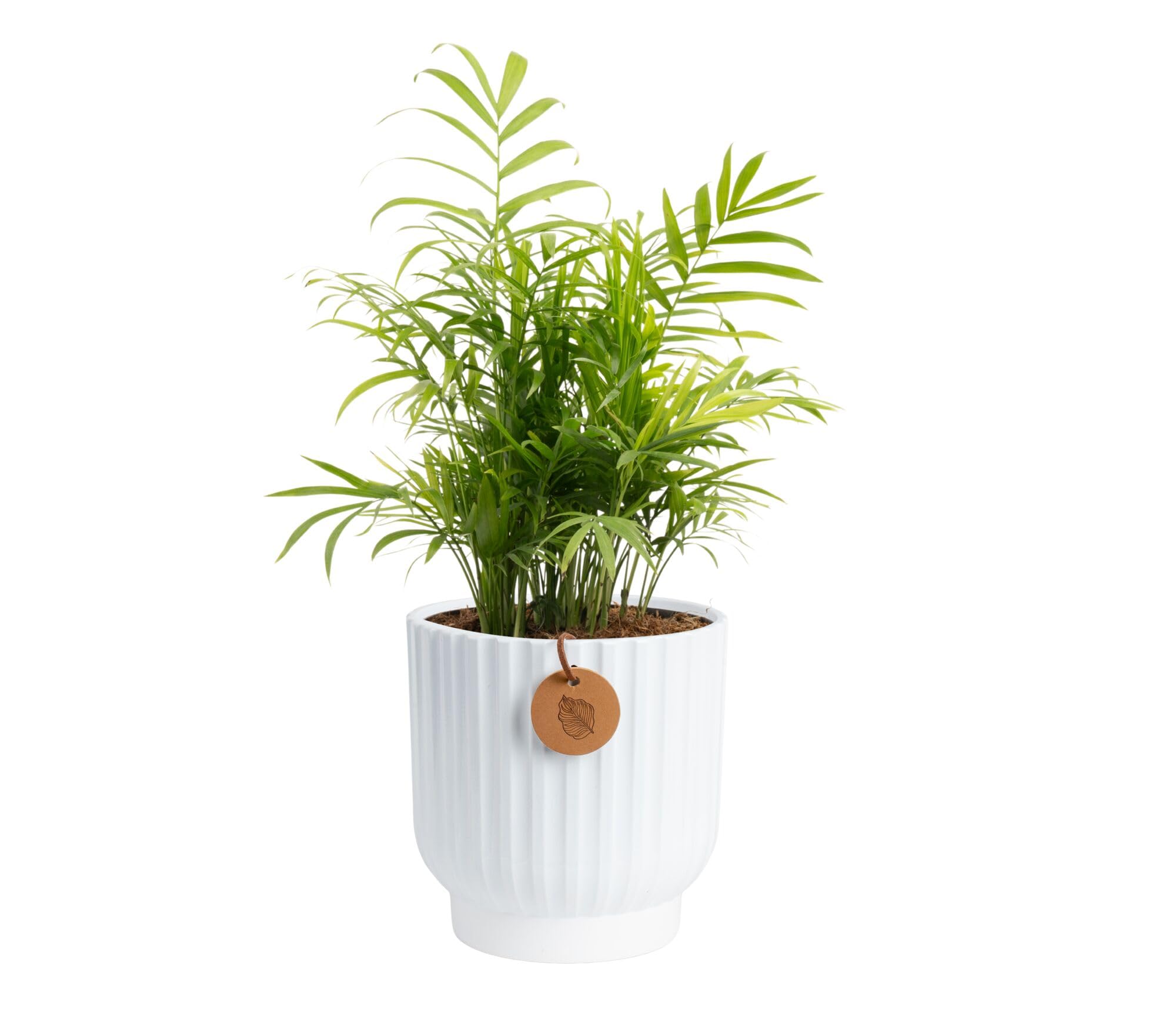 Costa Farms Parlor Palm Neanthebella fronds close-up, showcasing lush, airy greenery for any room.