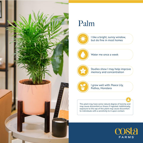 Costa Farms Parlor Palm Neanthebella green decor, bringing nature-inspired calm to any living space.