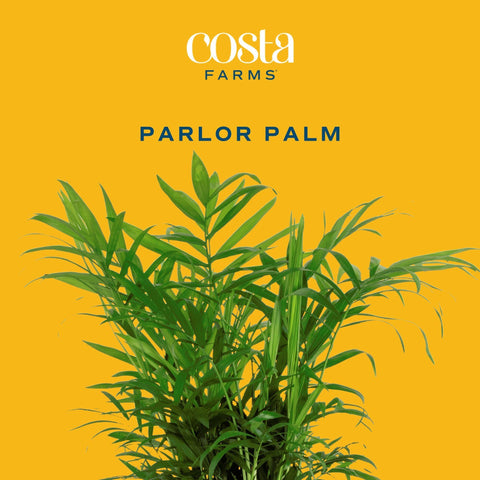 Costa Farms Parlor Palm Neanthebella indoors setting, adds instant tropical elegance to home or office.
