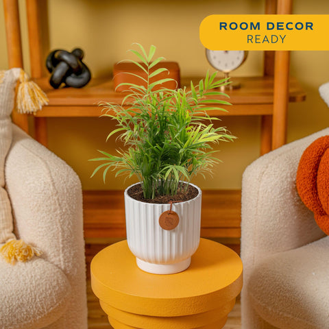 Costa Farms Parlor Palm Neanthebella on tabletop pot, ideal as a charming decor centerpiece.