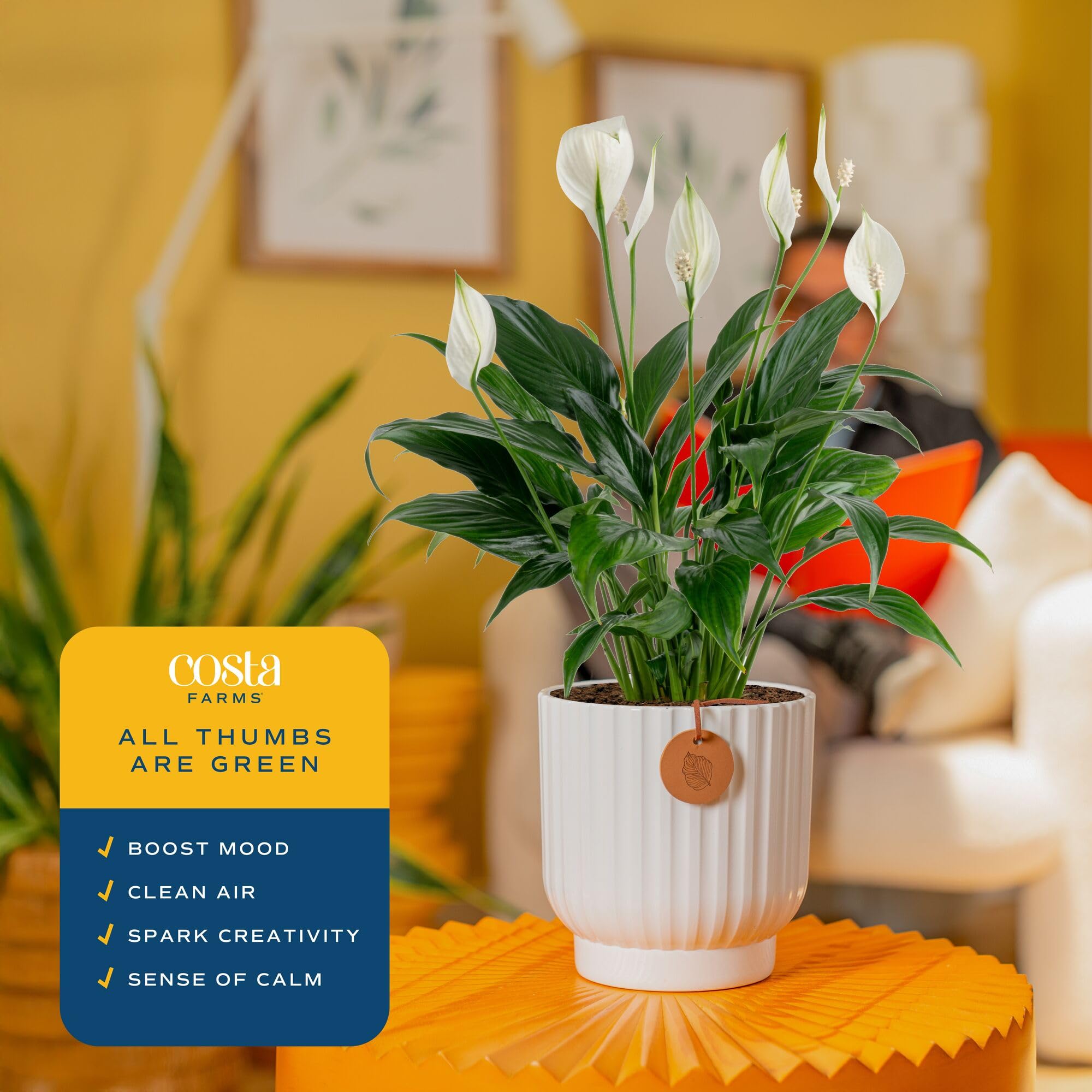 Costa Farms Peace Lily acts as an air purifier for healthier air