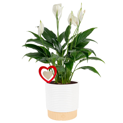 Costa Farms Peace Lily bloom bright white flowers brighten spaces and signal fresh air