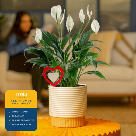Costa Farms Peace Lily decorative pot showcases a no-hole container for neat decor