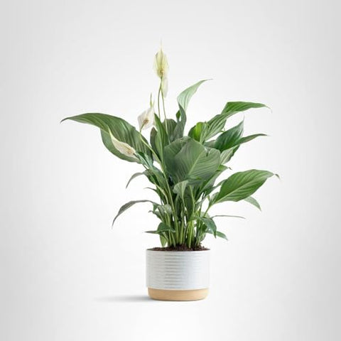 Costa Farms Peace Lily gift idea for birthdays or housewarmings