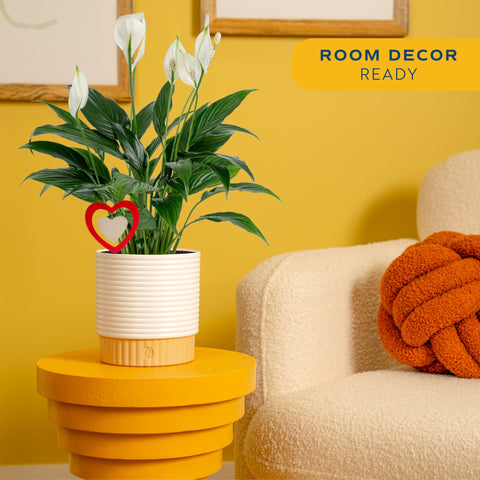 Costa Farms Peace Lily green foliage creates a calming tabletop accent for home or office