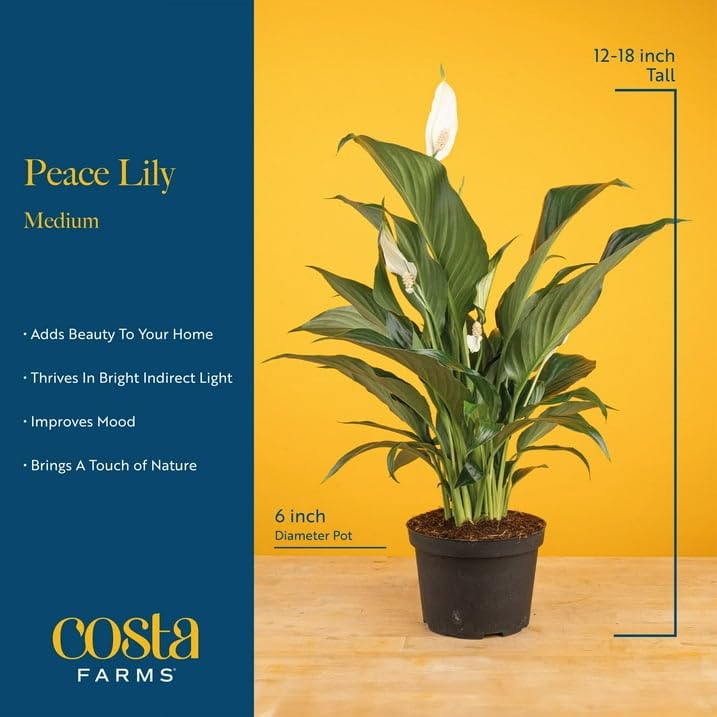 Costa Farms Peace Lily indoor air purifier with natural aesthetics