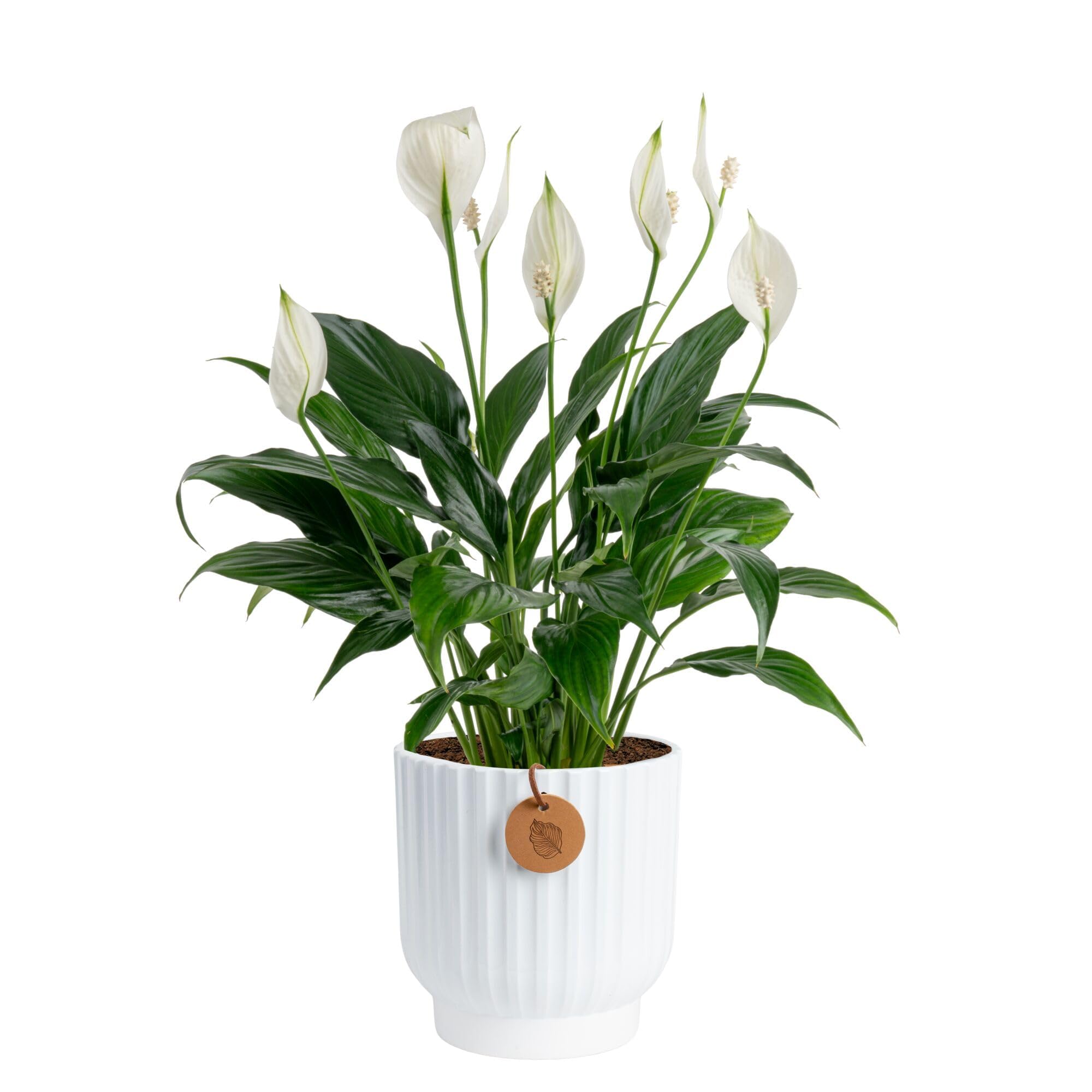 Costa Farms Peace Lily live plant in pink pot ready to brighten your space