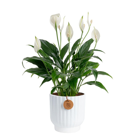 Costa Farms Peace Lily live plant in pink pot ready to brighten your space