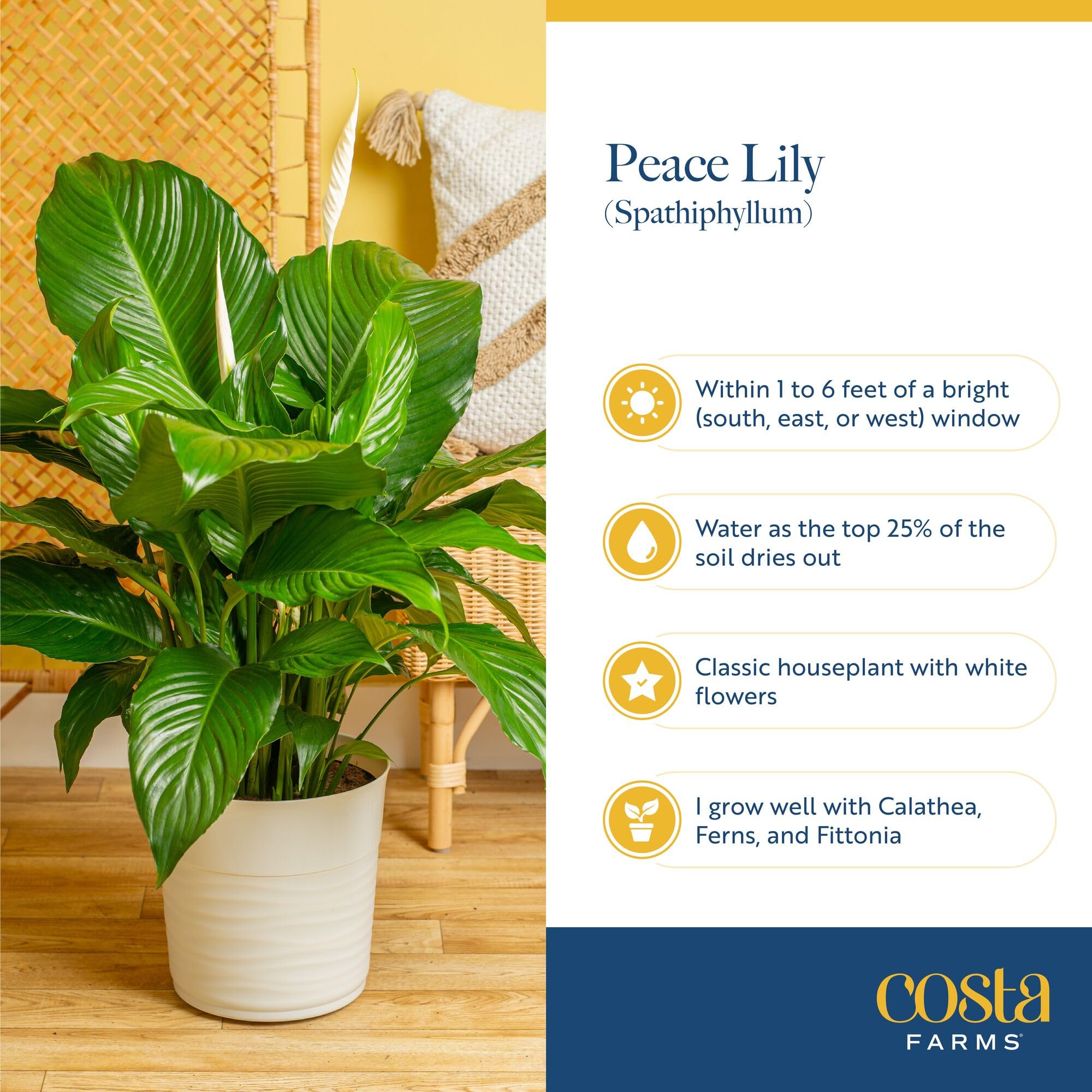 Costa Farms Peace Lily no-hole pot arrives secure for spill-free display