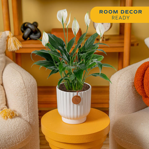 Costa Farms Peace Lily white blooms add elegance to desks and tabletops