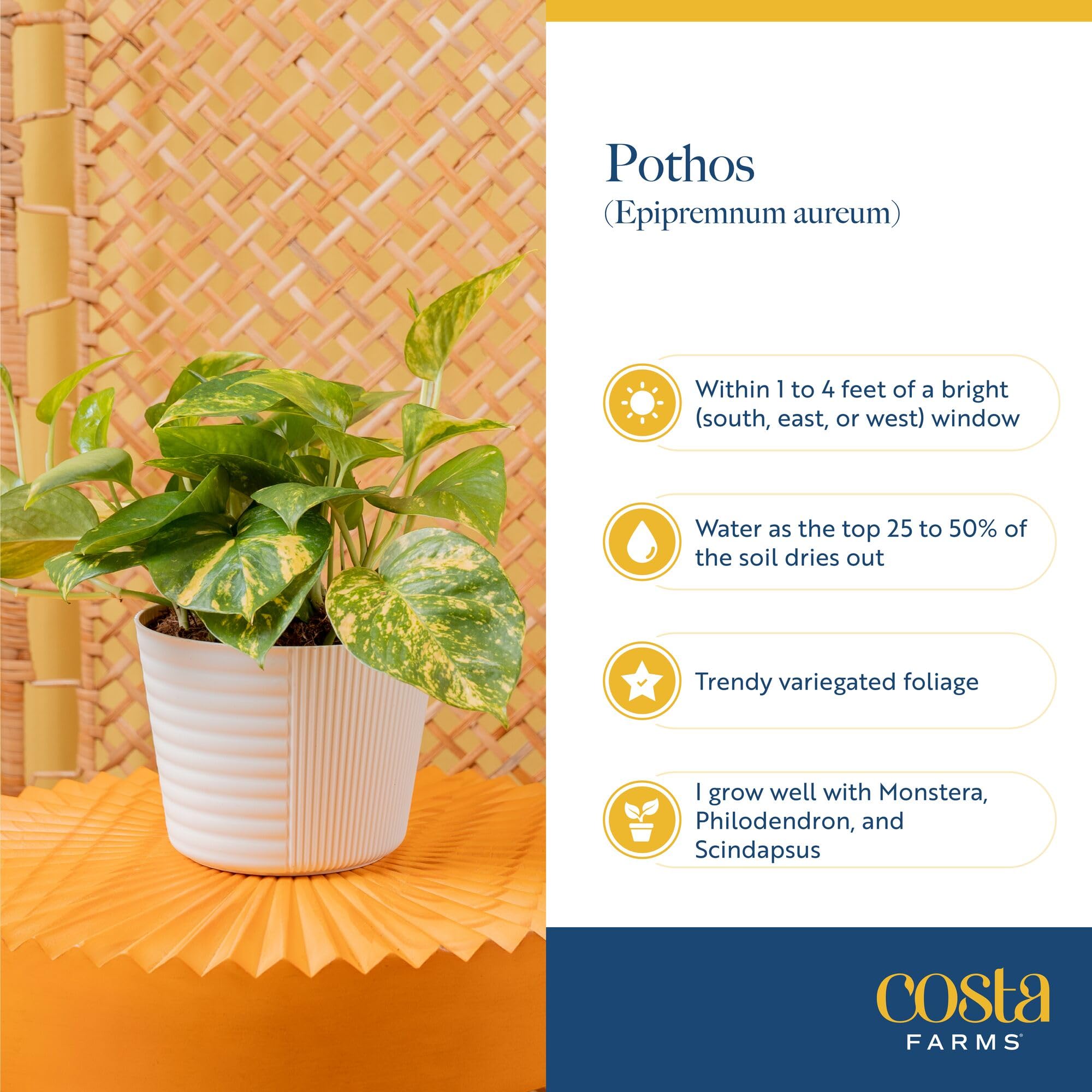 Costa Farms Pothos easy-care beginner-friendly plant ideal for new plant parents.