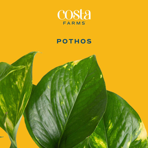 Costa Farms Pothos indoor plant on a side table adds lush, mood-boosting greenery.