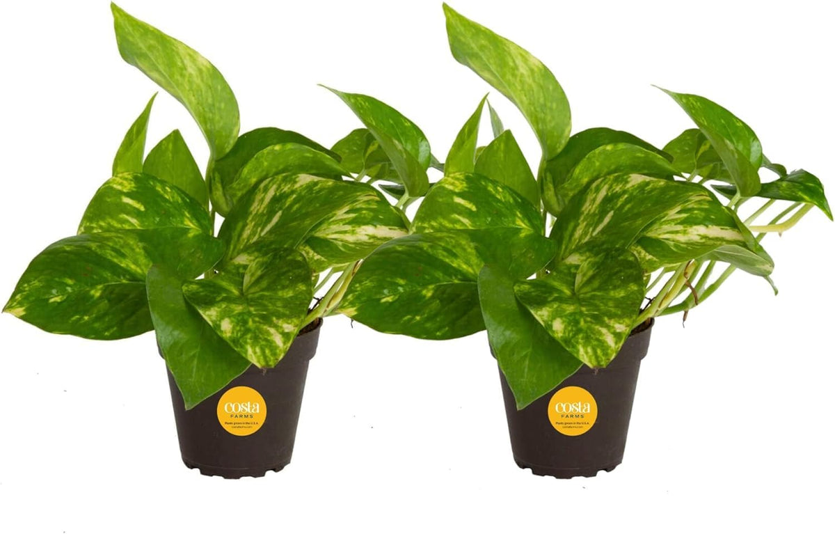 Costa Farms Pothos trailing leaves in a 2-pack pot for easy room greenery.
