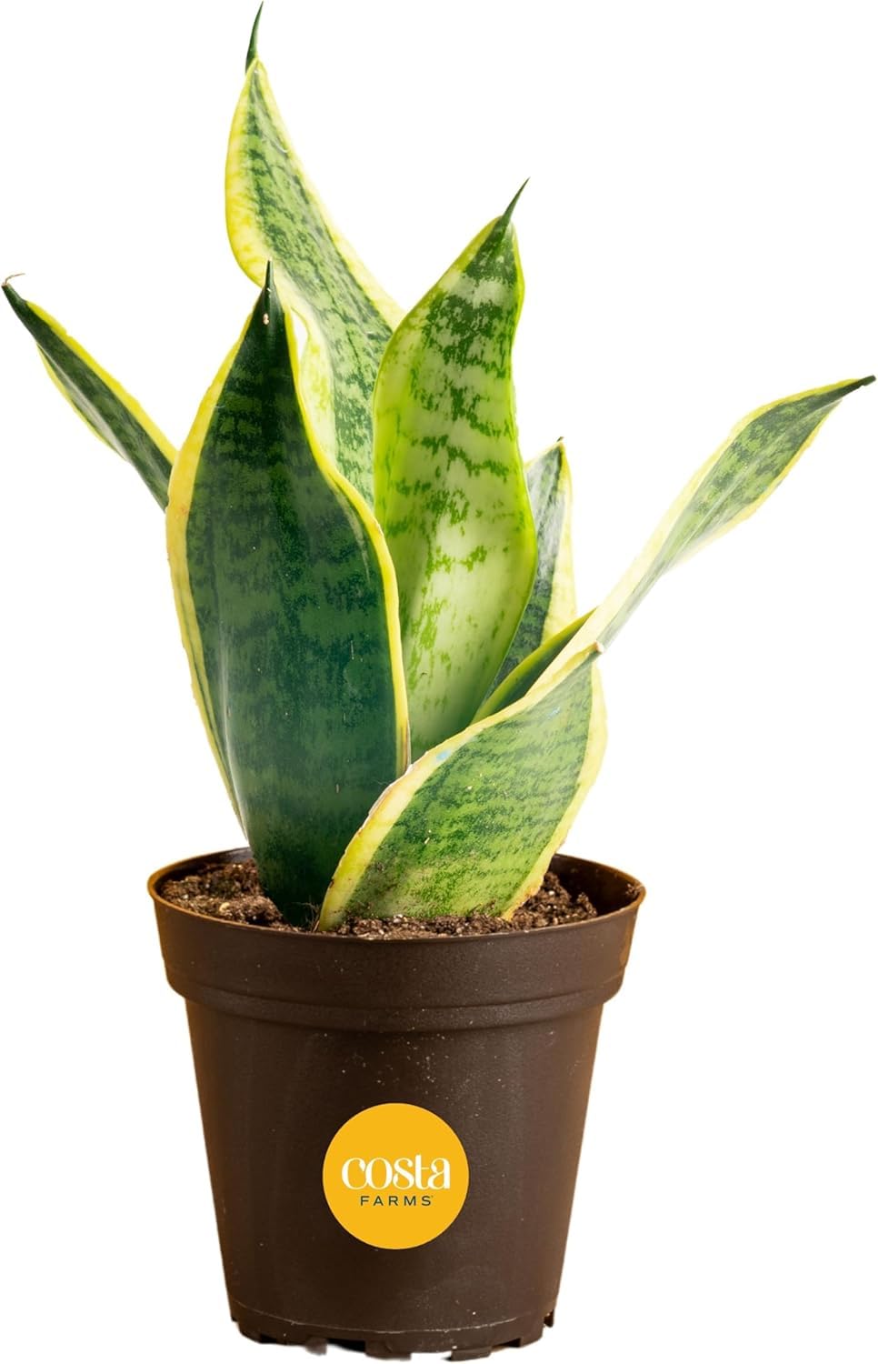 Costa Farms Snake Plant with architectural leaves enhances modern home decor.