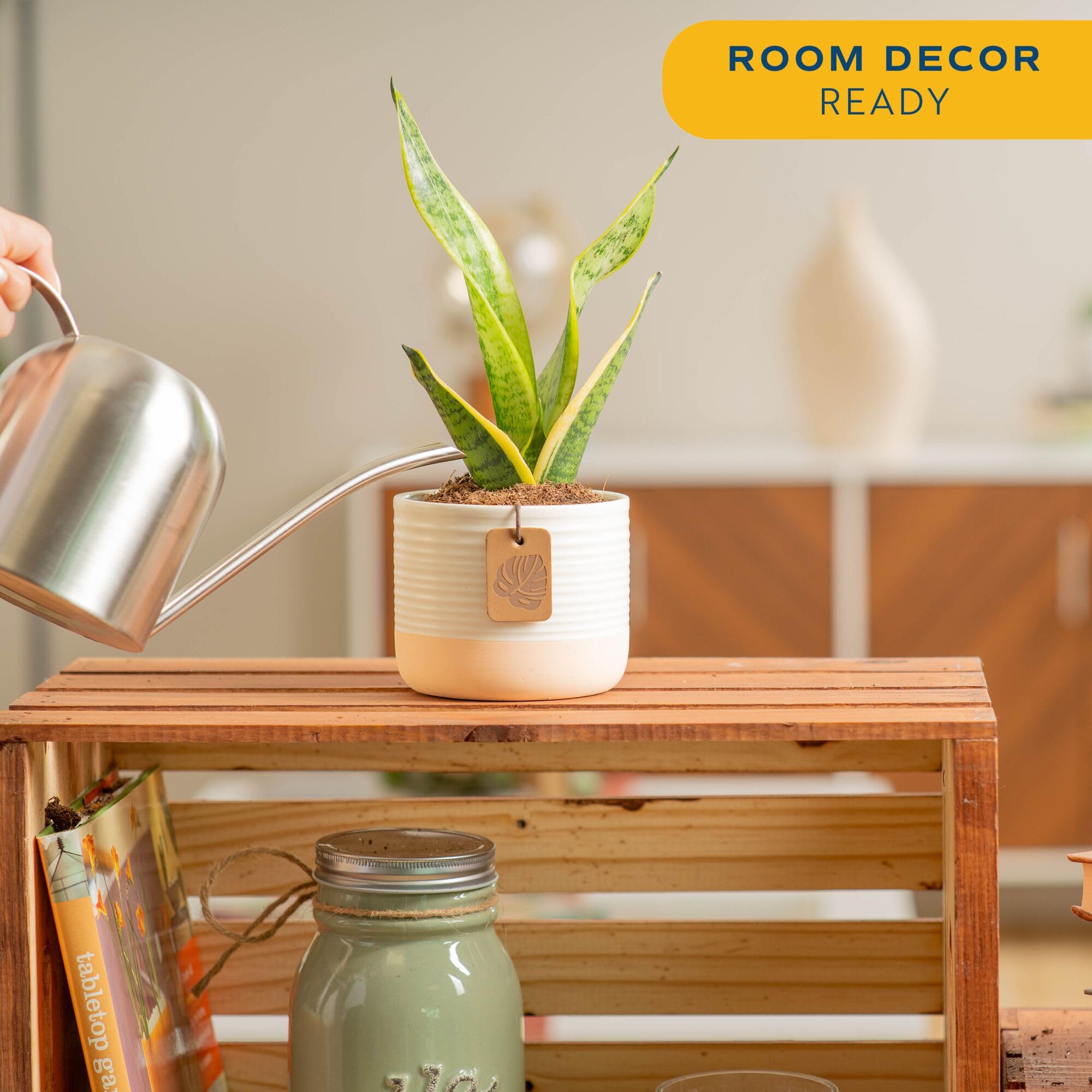 Costa Farms Snake Plant architectural leaves brighten desks and modern interiors.
