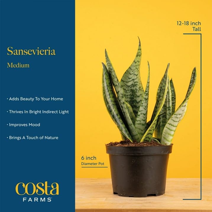 Costa Farms Snake Plant in a decorative pot enhancing room aesthetics.