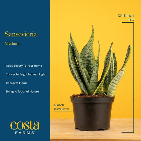 Costa Farms Snake Plant in a decorative pot enhancing room aesthetics.