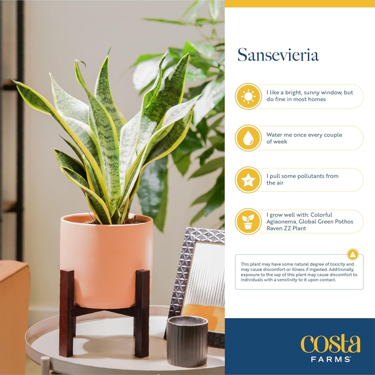 Hand-selected Costa Farms Snake Plant ensures healthy, ready-to-display beauty.