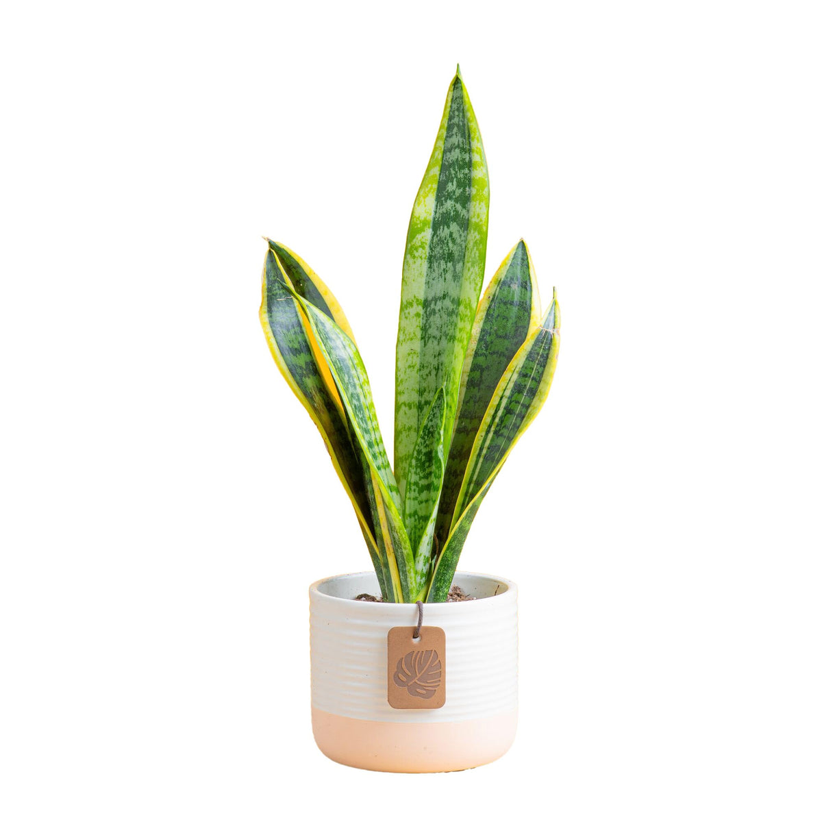 Costa Farms Snake Plant in a decorative pot with bold architectural leaves for stylish home decor.