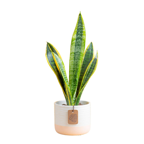 Costa Farms Snake Plant in a decorative pot with bold architectural leaves for stylish home decor.