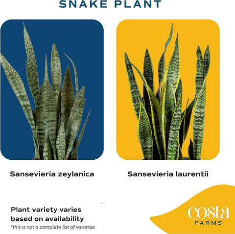 Costa Farms Snake Plant on an office desk adds calm, low-maintenance greenery.